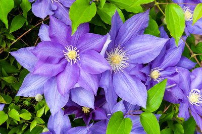  Multiple Purple Clematis Flowers