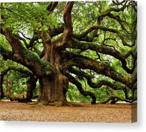 Mystical Angel Oak Tree by Louis Dallara