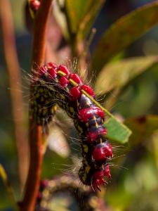 Fall Insects Caterpillar