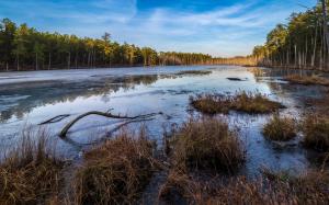 Winter in the Pine Barrens