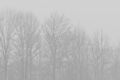 Foggy Tree Line by Louis Dallara