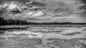 Phtographer Louis Dallara Submitted To Celebrate The Pinelands National Reserve